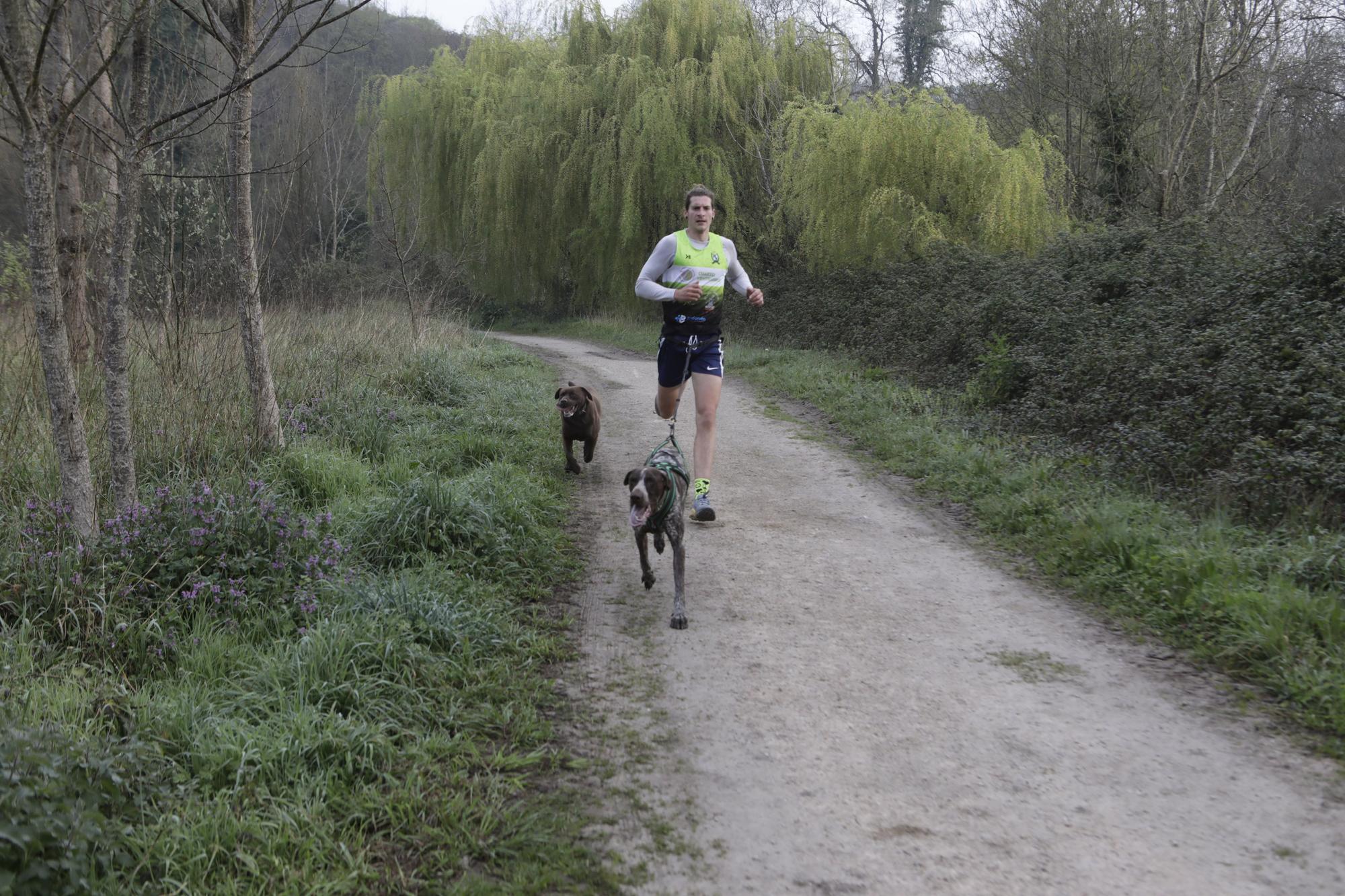 Los corredores del Celtastur de Llanera y sus perros preparan el Mundial en La Morgal: cuatro de sus integrantes estarán en la cita de Plédran (Francia)