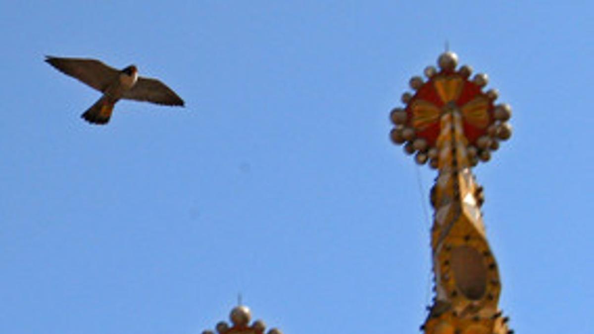 Un halcón vuela junto a la Sagrada Família.