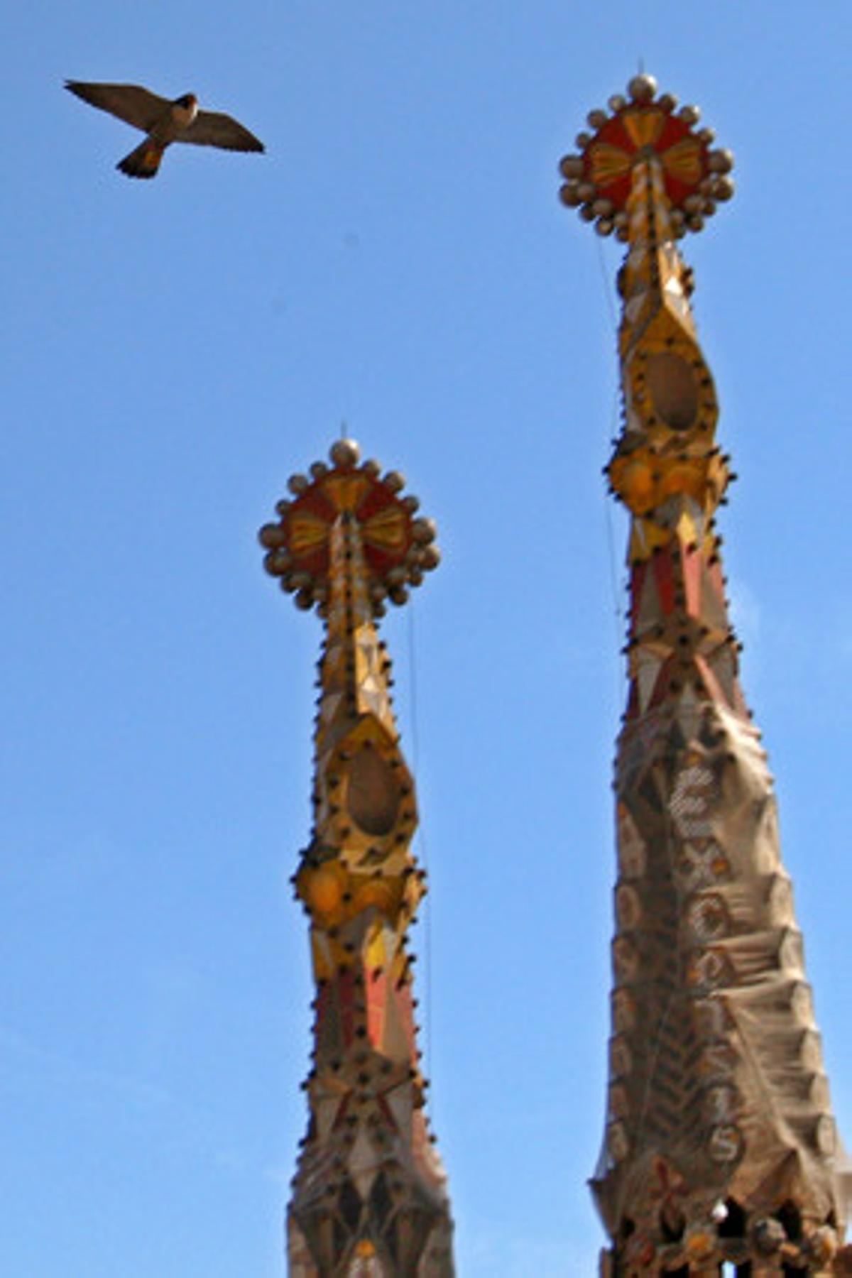 Un falcó vola prop de la Sagrada Família. Un falcó vola prop de la Sagrada Família.
