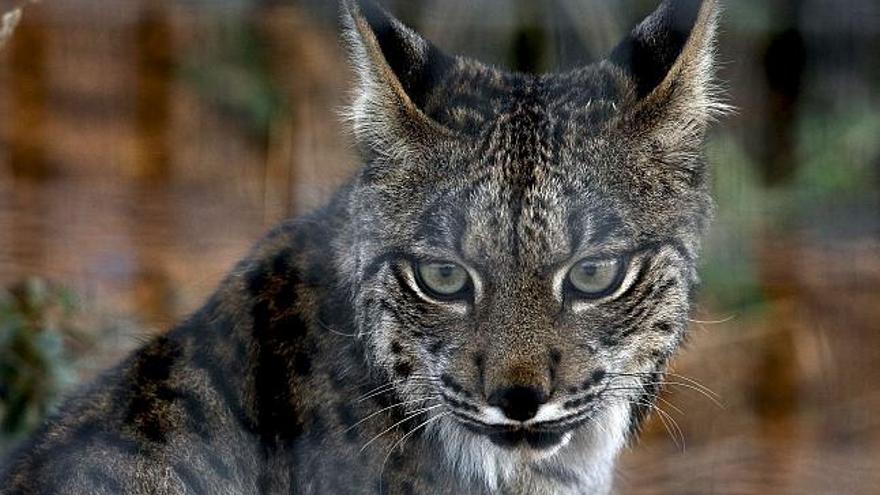 Un lince en cautividad en el centro de cria de La Olivilla (Jaén). La buena tasa de reproducción del programa de cría en cautividad del lince ibérico, que este año ha logrado la cifra récord de trece cachorros supervivientes, ha permitido llenar este otoño los centros de cría de El Acebuche (Doñana), La Olivilla (Jaén) y el zoológico de Jerez de la Frontera.