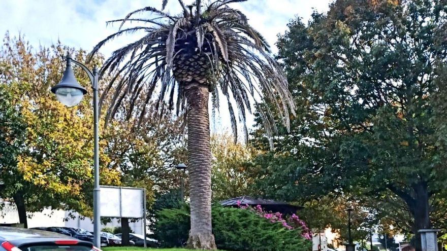Vecinos alertan de una palmera muerta en el parque Mandela