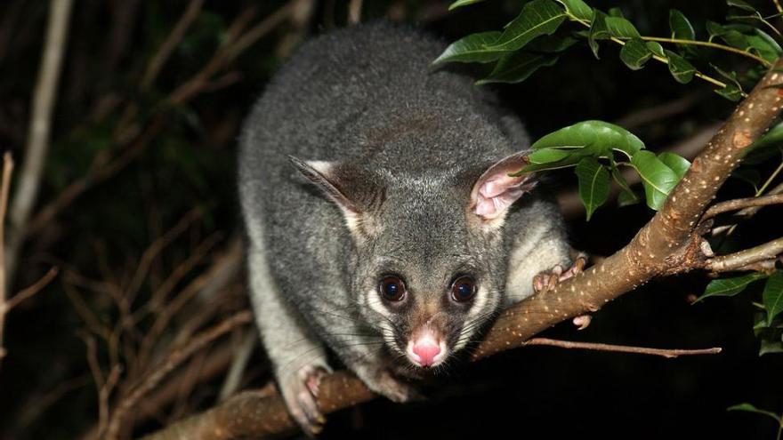 Nueva Zelanda plantea exterminar a todas las ratas