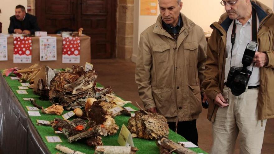 Varias setas recogidas en la exposición micológica del Palacio de la Encarnación.