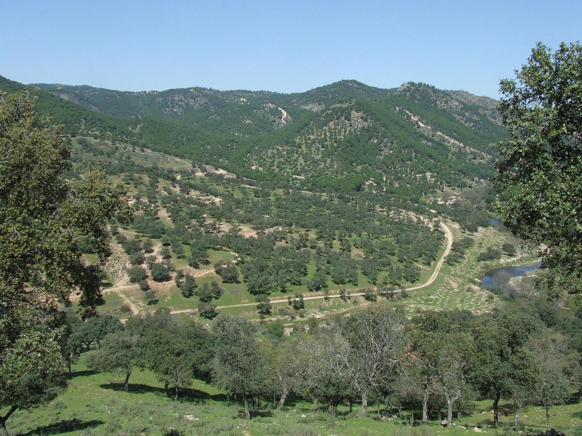 Monte heterogéneo con infraestructuras contra incendios en Cardeña. Plantación de pino piñonero en Villaviciosa de Córdoba que mantiene su continuidad horizontal