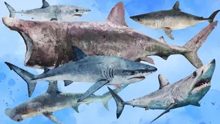 Los tiburones con los que te puedes encontrar en la costa asturiana: 14 especies y ningún ataque