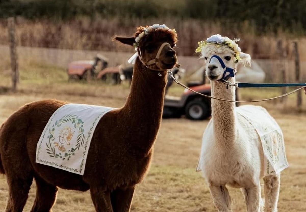En este espacio descubrirás cómo es convivir con estos animales sin salir de Galicia.