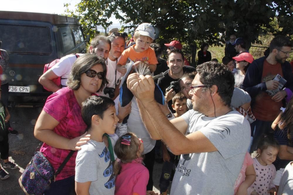 Jornada de anillamiento en Cangas