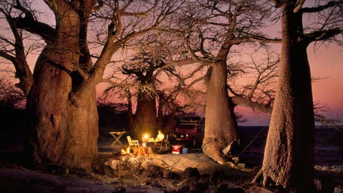 Campamento montada entre baobabs en Makgadikgadi Pans.