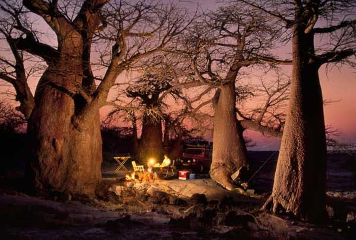 Campamento montada entre baobabs en Makgadikgadi Pans.