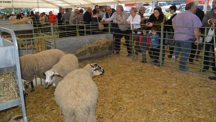 Bestiar oví en la darrera edició de la Fira de Sant Isidre