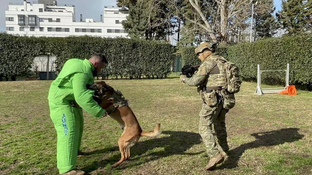 Entramos en el Centro Militar Canino de la Defensa: así entrenan a los perros para localizar desaparecidos y detectar drogas