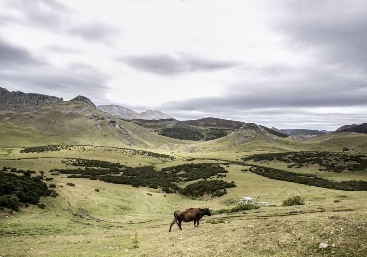Una vaca pastanto en el puerto leonés de Pinos. | Irma Collín