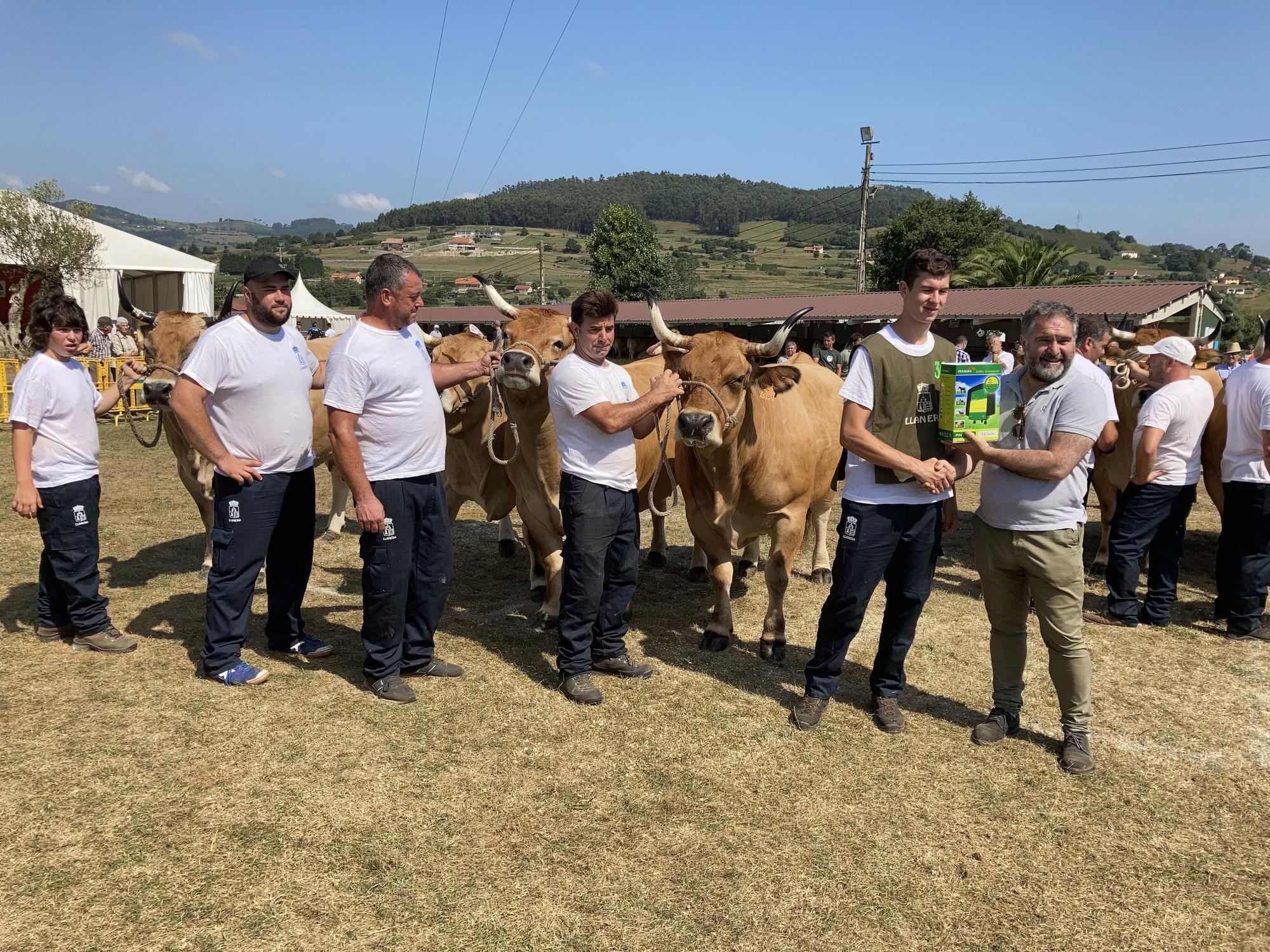 El concurso de ganado de Llanera fue todo un éxito: aquí tienes algunas de las reses ganadoras