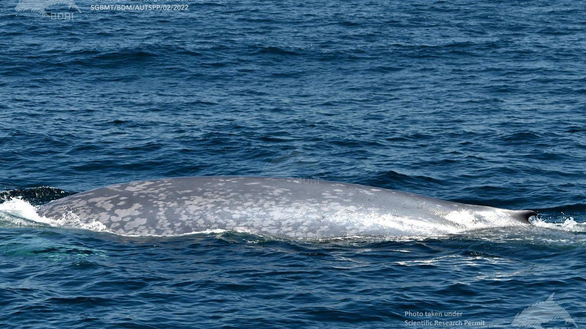 &quot;BM 17&quot;, la ballena vista el pasado otoño y dos veces más.