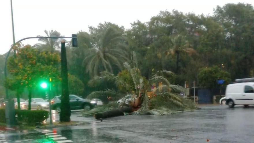 Una palmera atraviesa la Avenida.