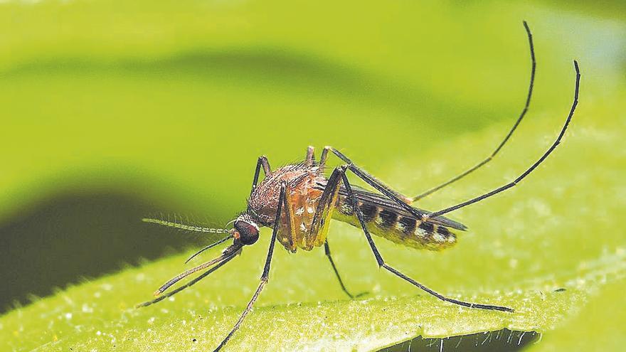 Castelló suma la zona del río Seco de la UJI a la lucha contra los mosquitos