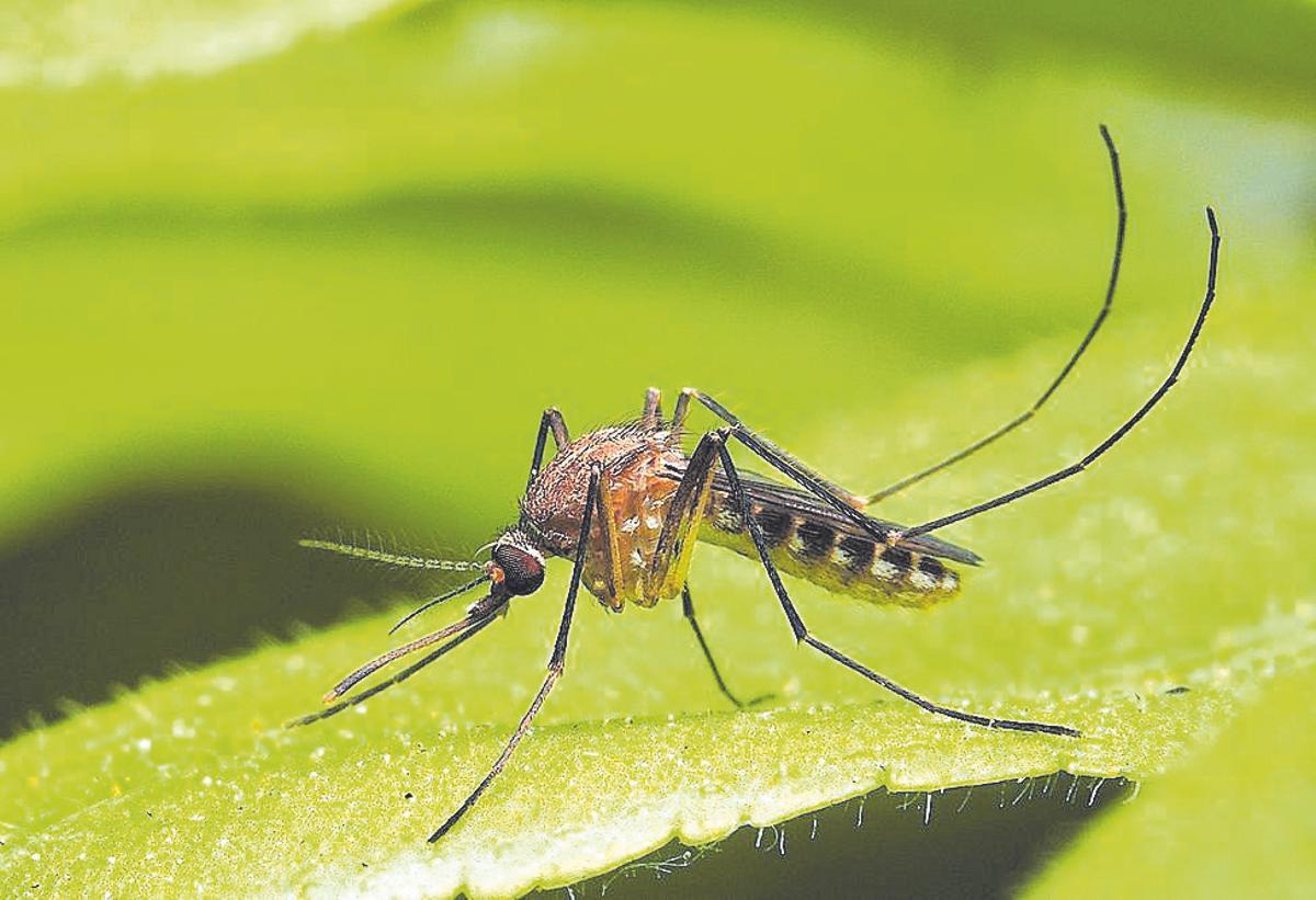 El Ayuntamiento de Castelló intensifica la lucha contra los mosquitos.