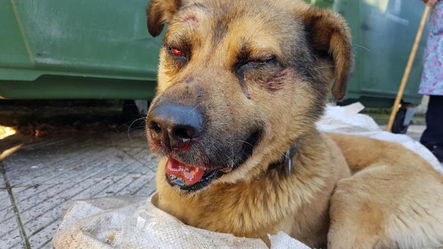 La historia de &quot;Nicolás&quot;, el perro apaleado en Oviedo, conmocionó a España más que las elecciones catalanas