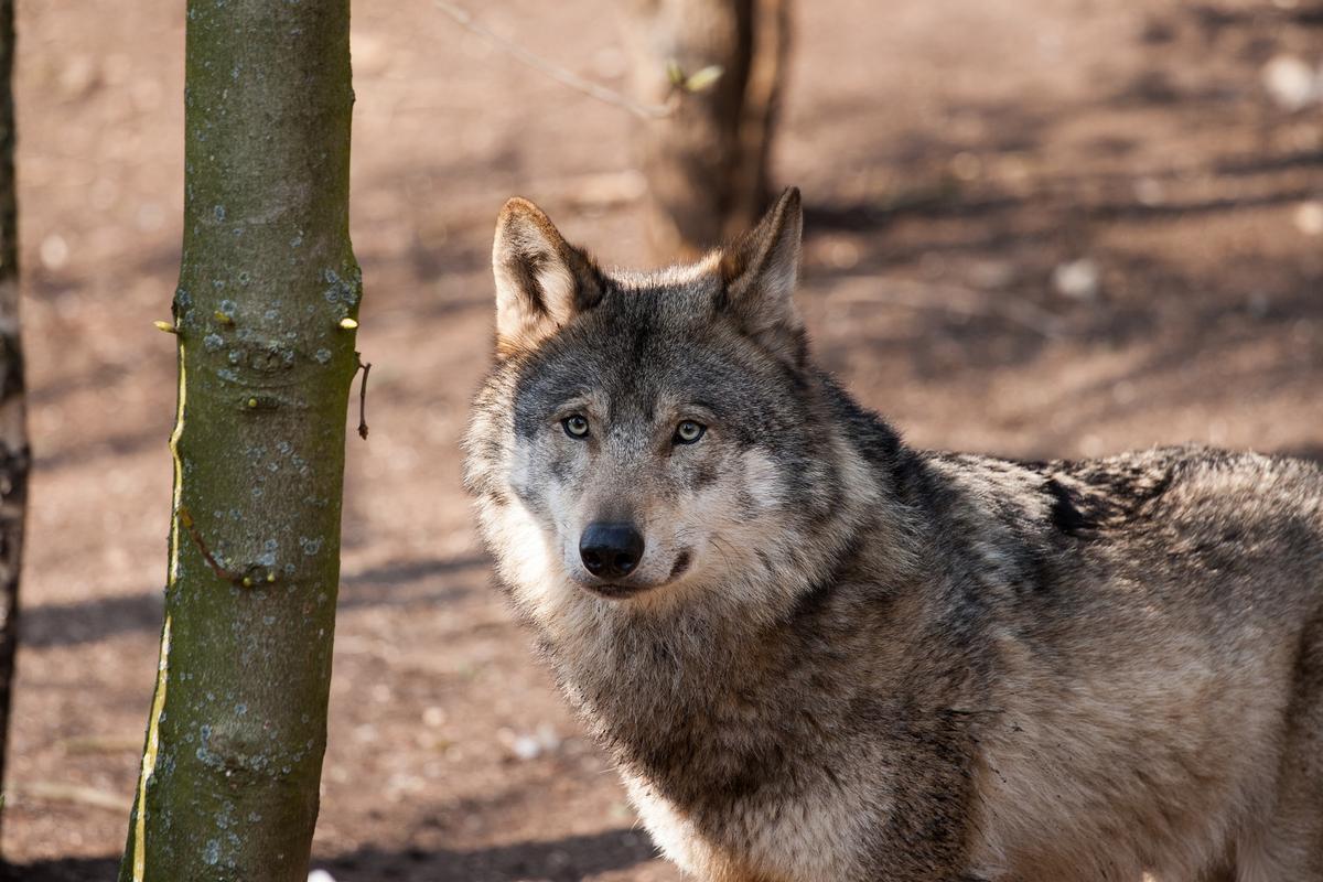 Lobo gris en su hábitat natural en Wisconsin (EEUU)
