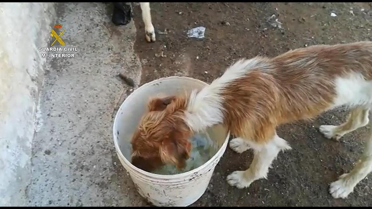 Uno de los perros bebe el agua proporcionada por el Seprona.