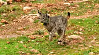 Mueren atropellados dos machos de lince ibérico en Benacazón