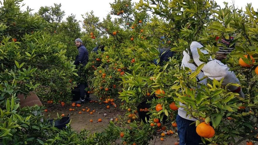 «Collidors» en un campo de mandarinas de la Comunitat Valenciana.