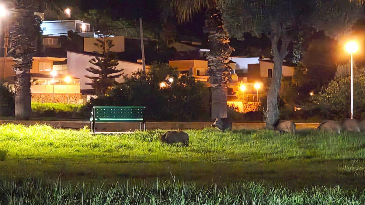 Vídeo: Una manada de jabalís en la zona de Torre Bellver en Orpesa