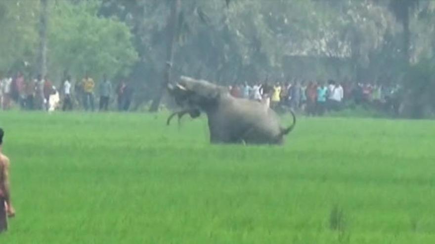 Ataque mortal de un elefante en la India