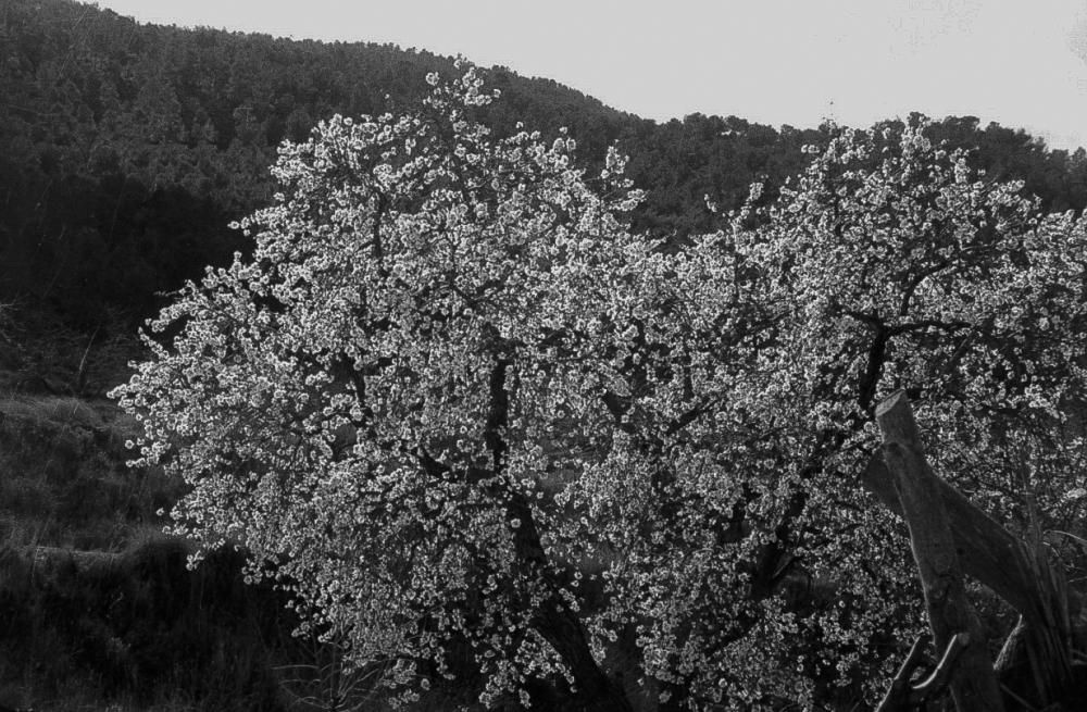 Almendros en flor en la provincia