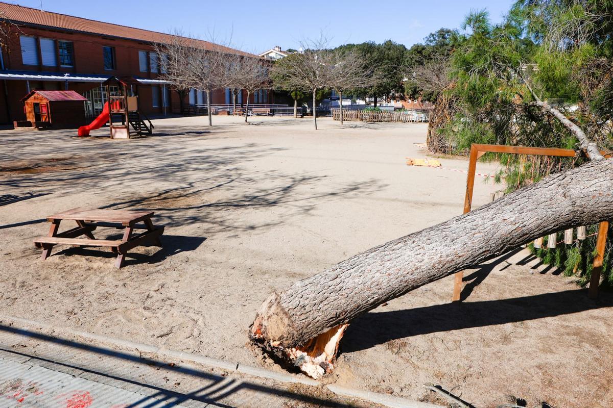 L'arbre s'ha trencat per la base mateixa