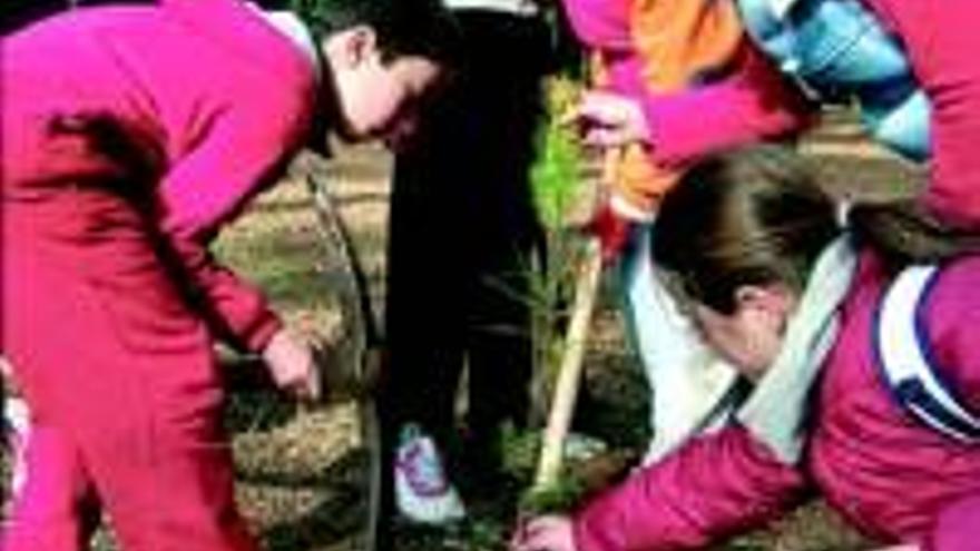 350 escolares reforestarán una de las zonas quemadas de Torre