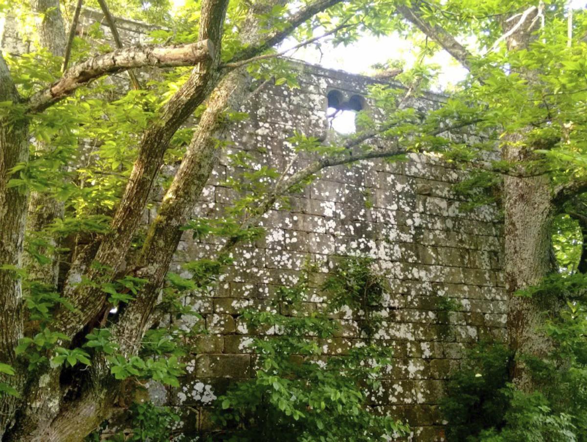 Los árboles crecen al pie y dentro de la Tulla de Fafián, en Rodeiro. |