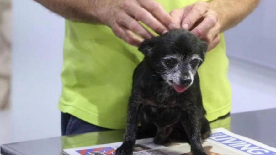 Una familia recupera después de siete años a su perro robado