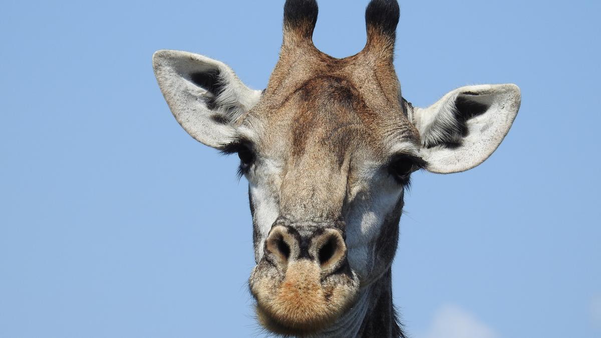 Una jirafa posa en África, donde puedes viajar gratis con La Fallera