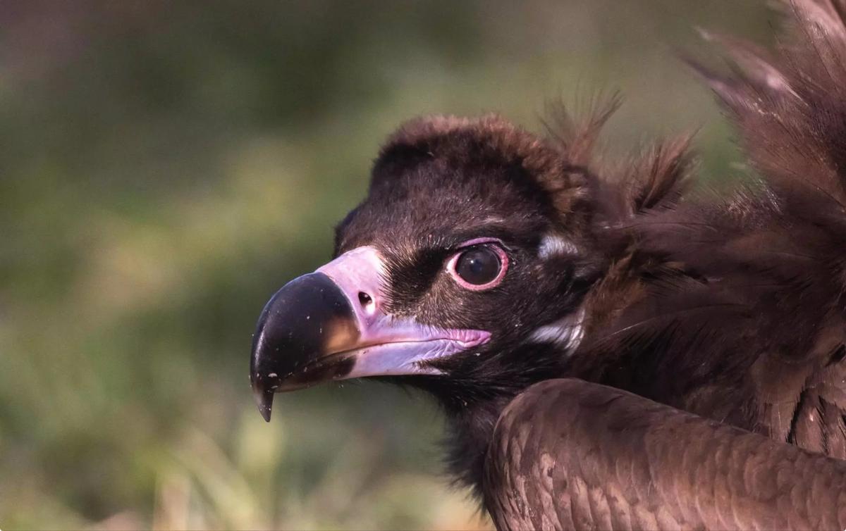 Exemplar de voltor negre.