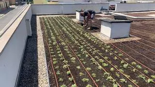 València fomentará instalar plantas en los balcones y huertos en los tejados para combatir el calor tropical