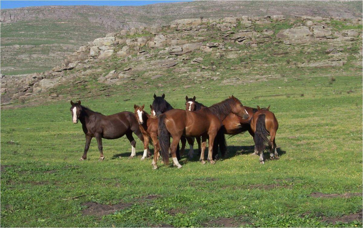 La historia del caballo: solo el 1% vive en estado silvestre