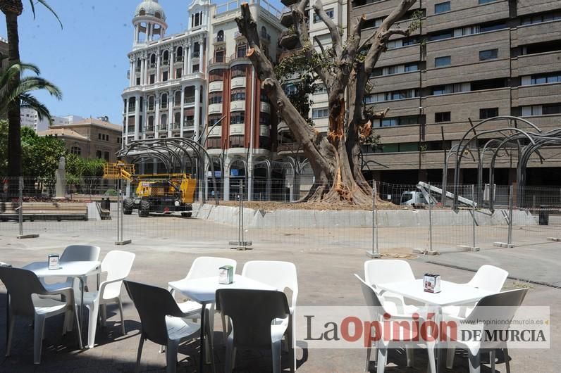 El estado final del ficus de Santo Domingo