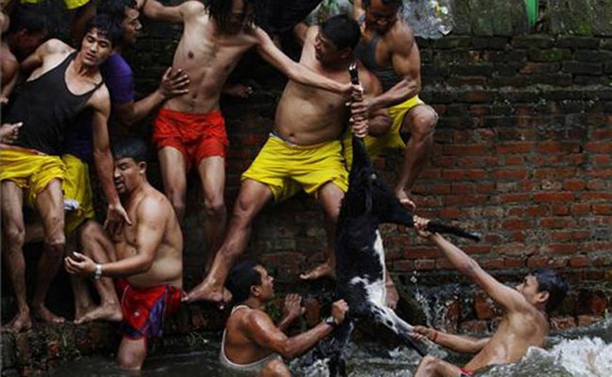 Diversos homes nepalesos competeixen per apoderar-se d’una cabra llançada a un estany com a part d’un joc del Festival de Katmandú (Nepal).