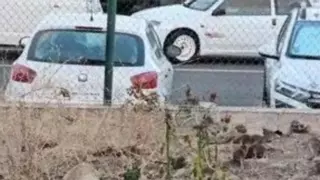 Las ratas se 'empadronan' en el barrio de La Paterna: "Parecen piedras"