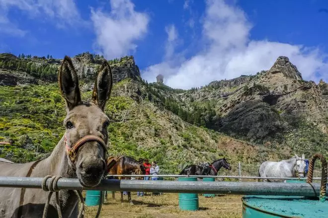Feria de burros de La Culata de Tejeda