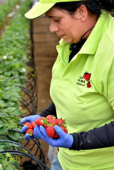 FRESAS VALSEQUILLO