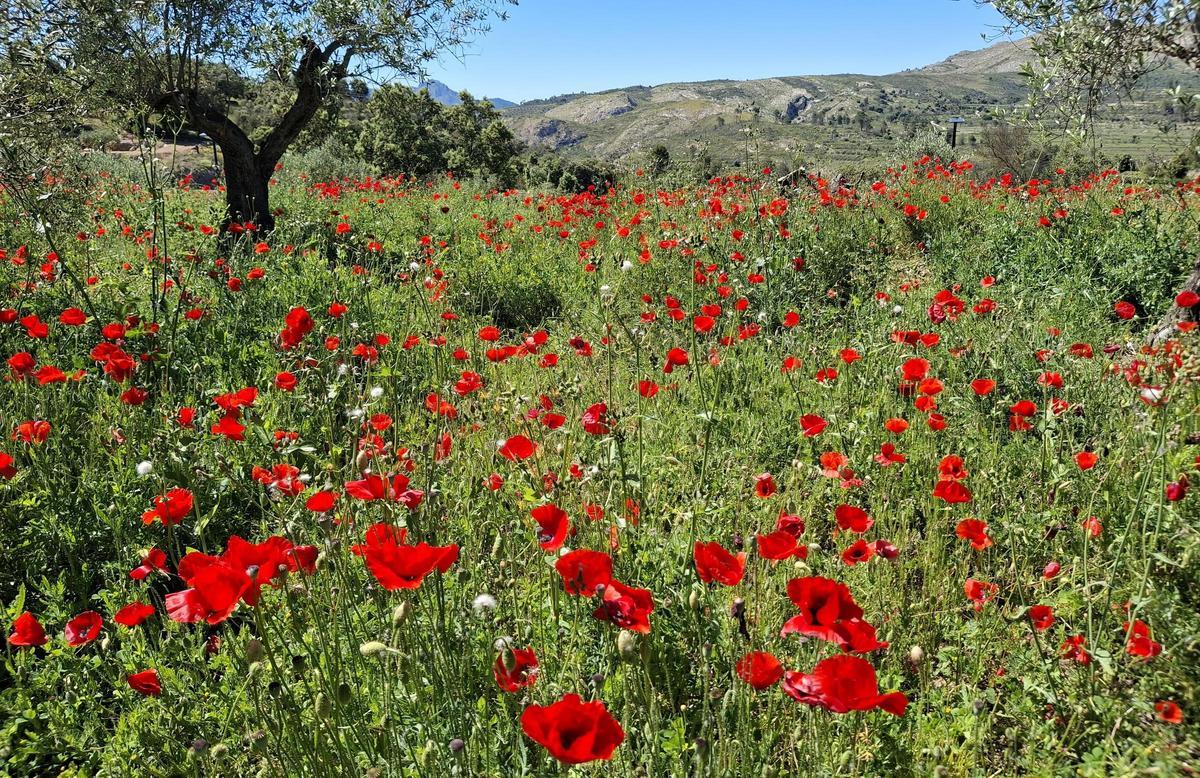 El bello paisaje agrícola de las montañas de la Marina Alta