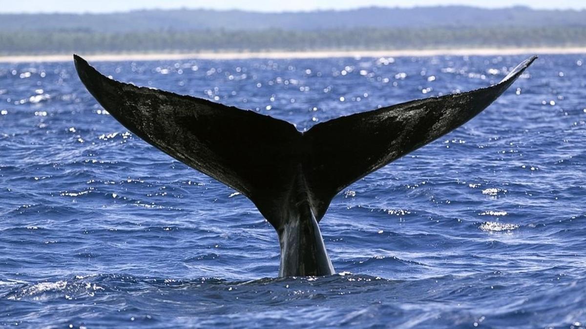 yubarta ballena jorobada brasil