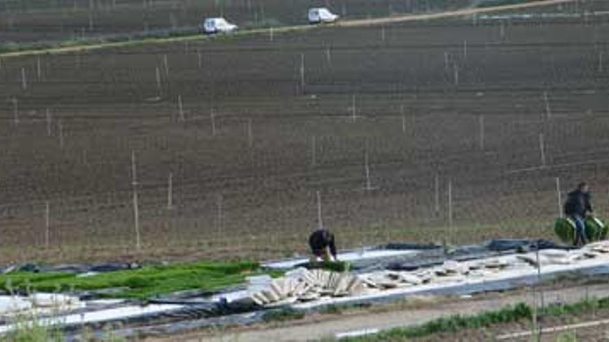 Agricultores y trabajadores agrícolas acogidos al cese anticipado de la actividad pueden solicitar las ayudas