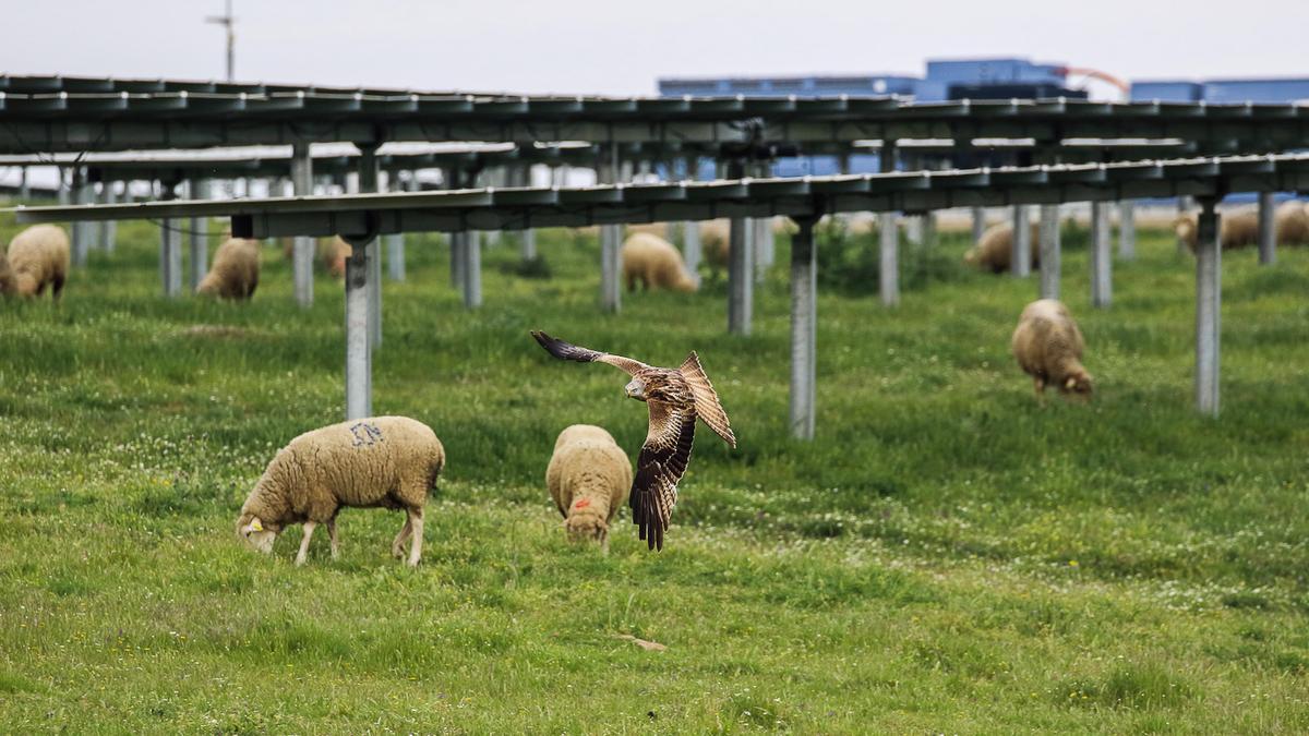 La Solanilla. Ovejas y aves rapaces en la planta fotovoltaica de Trujillo.