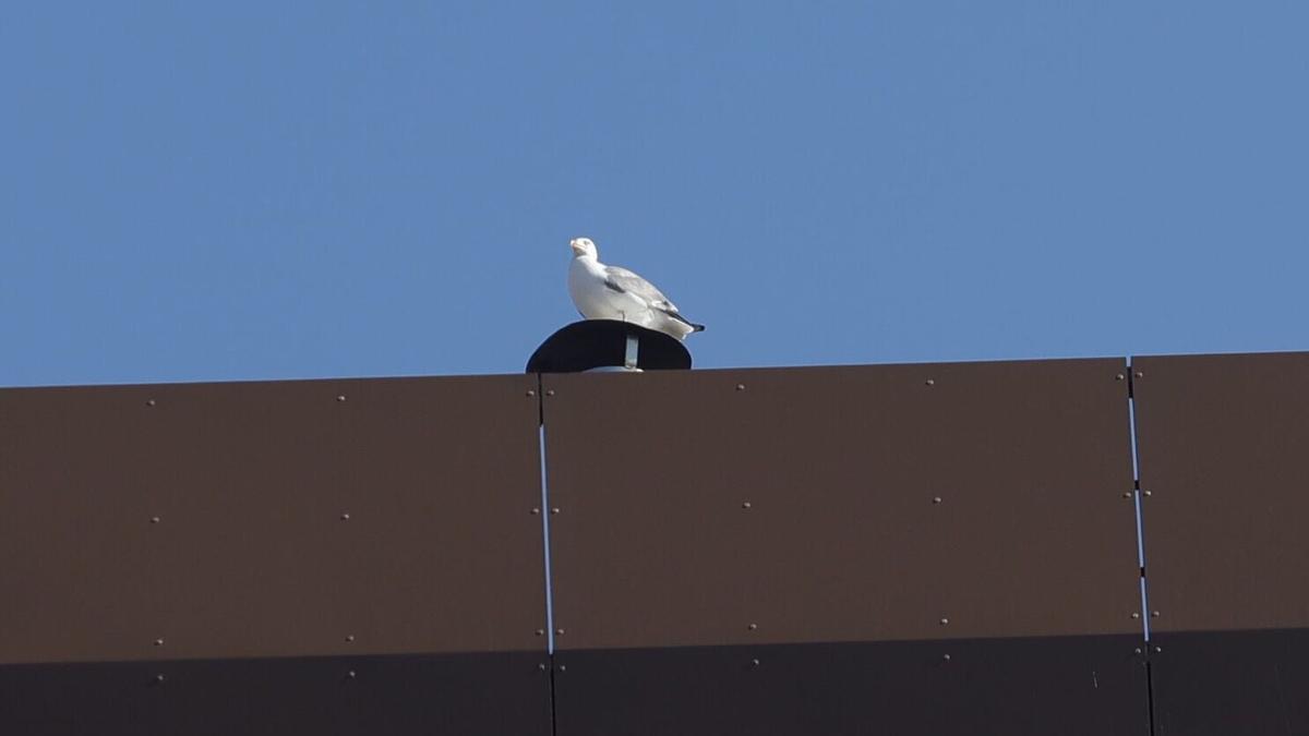 Una gaviota en un edificio de Oviedo.