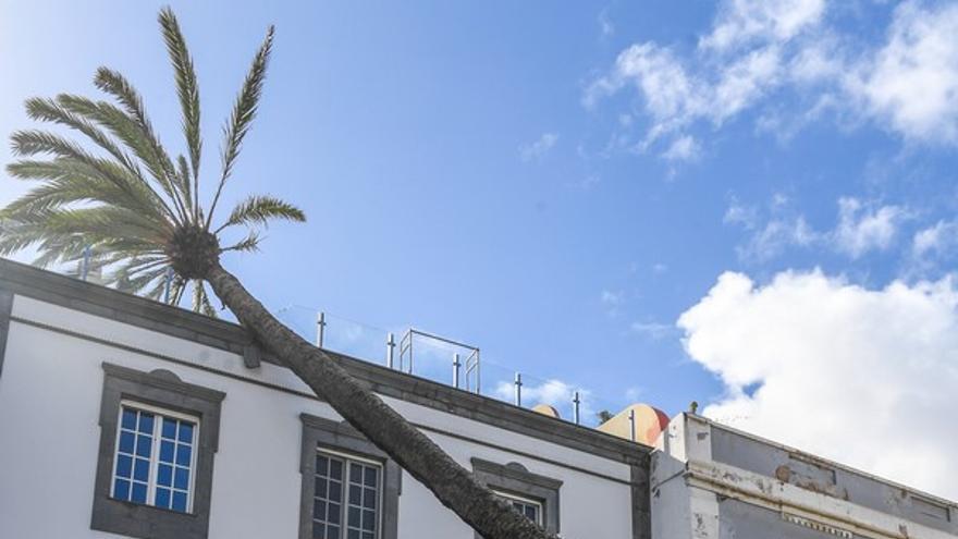 Una palmera se estrella contra un edificio en la Alameda de Colón