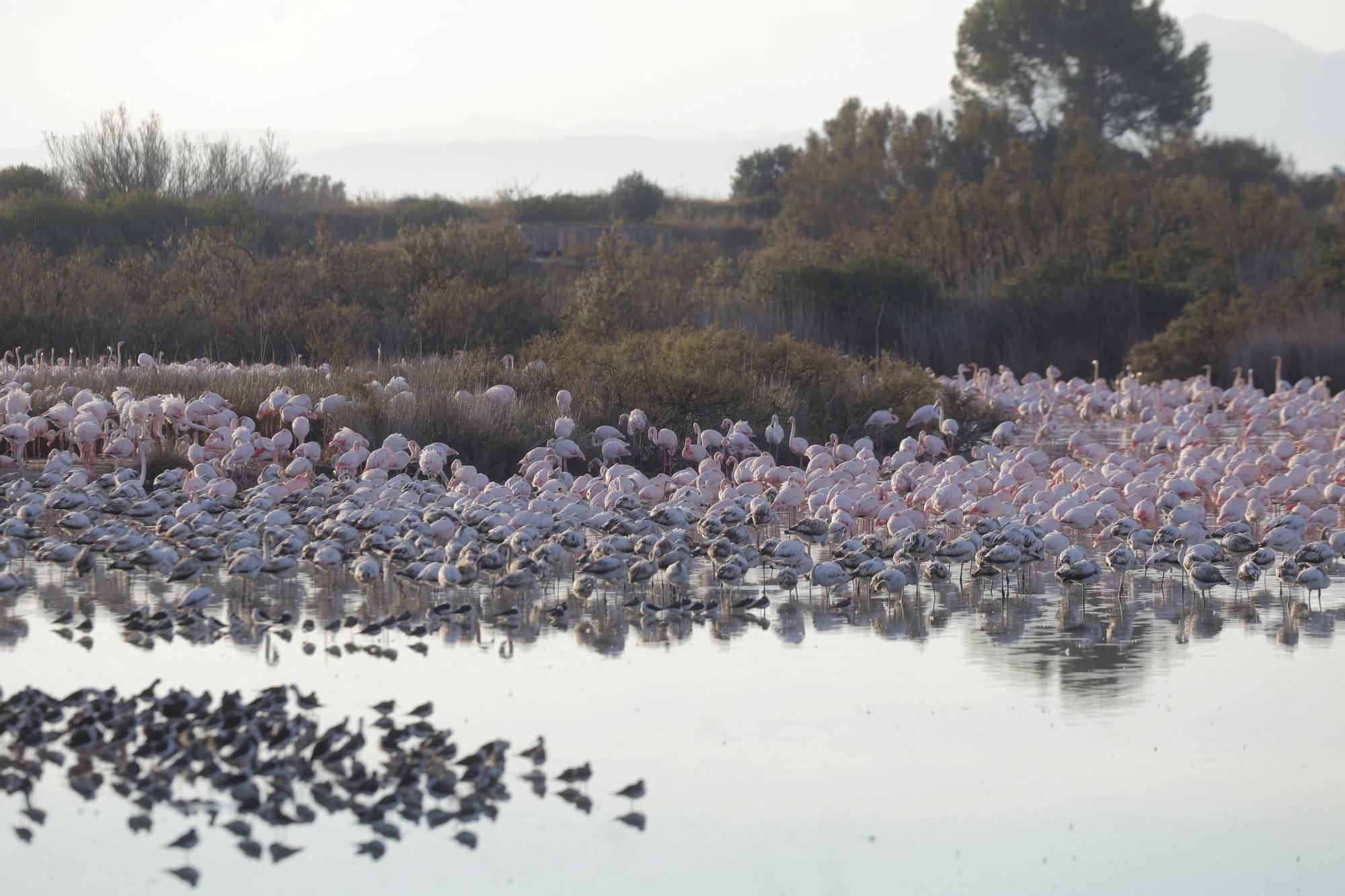 Los flamencos vuelven a L´Albufera para criar