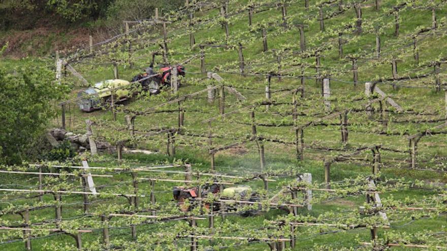 Imagen en la que se aprecia el desarrollo vegetativo del viñedo mientras dos tractores aplican tratamientos.